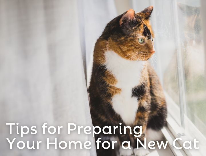 Tips for Preparing Your Home for a New Cat